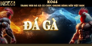 KO66 trang web đá gà cá cược online hàng đầu Việt Nam